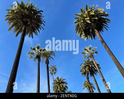 Vue rapprochée des grands palmiers avec ciel bleu par temps ensoleillé Banque D'Images