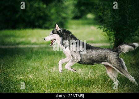 Chien Husky de Sibérie Funny Fast Running en plein air dans le parc d'été Banque D'Images