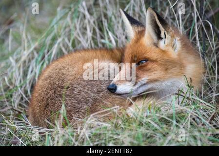 Junger Fuchs, Vulpes vulpes, Rast Banque D'Images