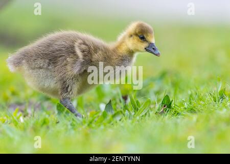 Graugans, Kueken, Anser anser, Banque D'Images