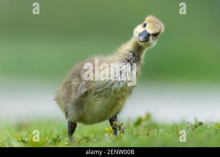 Graugans, Kueken, Anser anser, Banque D'Images