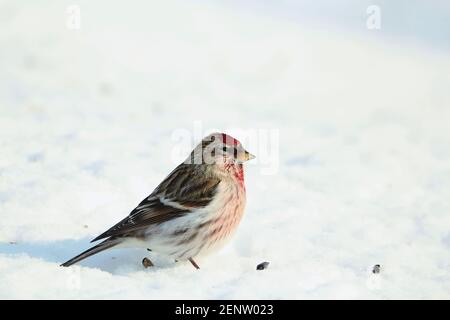 Сommon Redpoll est en profil sur la neige bleue le jour d'hiver ensoleillé. L'éblouissement solaire se reflète dans l'œil marron de l'oiseau. Banque D'Images