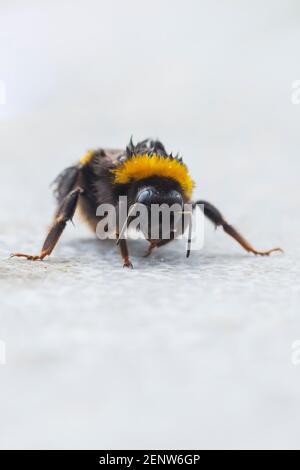 Gros plan d'un terrestris Bombus, d'un bourdon à queue courte ou d'un gros bourdon de terre Banque D'Images