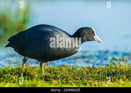 La cooï eurasienne, Fulica atra, la sauvagine qui recherche dans les zones humides. Point de vue bas Banque D'Images