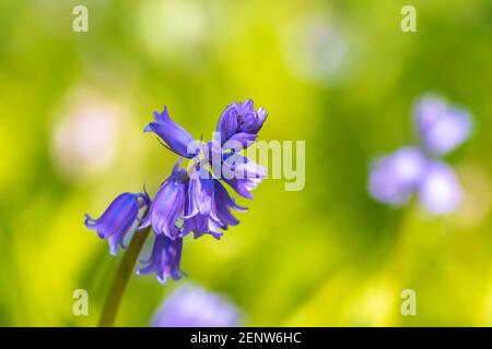 Gros plan une paire de Bluebell commun violet, jacinthoides non-scripta, se blotant dans une forêt sombre. Banque D'Images