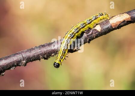 Libre d'une espèce d'arbre fort Cydalima perspectalis, Caterpillar, se nourrissant de feuilles. Une espèce envahissante en Europe et a été classé parmi le top du pse le jardin Banque D'Images