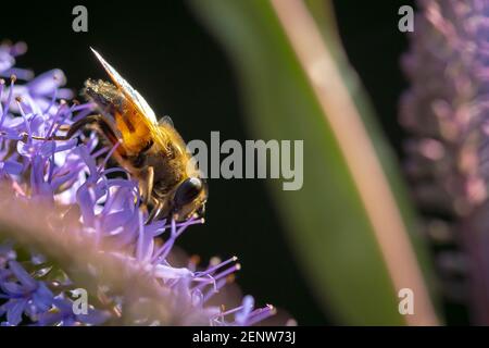 Gros plan d'une abeille occidentale ou d'une abeille européenne API mellifera nourrissant le nectar de fleurs violettes Banque D'Images