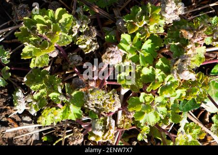 Pousses de l'usine aquilegia émergeant du sol en février Jardin de printemps d'hiver le jour ensoleillé à Carmarthenshire pays de Galles Royaume-Uni KATHY DEWITT Banque D'Images