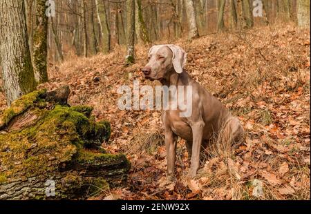 Weimaraner dans la forêt de chênes. Chasse d'automne avec un chien. Chien de chasse dans les bois. Banque D'Images