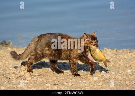 Le chat sauvage attrape un poisson Banque D'Images