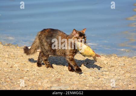 Le chat sauvage attrape un poisson Banque D'Images