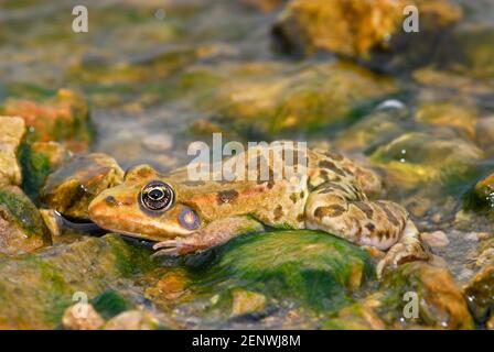 Grenouille d'eau de Levant, Pélophylax bedriagae Banque D'Images