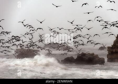 Oiseaux d'hiver au-dessus d'une mer orageux Banque D'Images