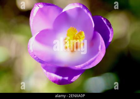 Macro gros plan d'une fleur de crocus violet sur bokeh Arrière-plan Banque D'Images