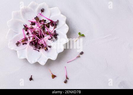 Cresson en ciso violet sur plaque grise Banque D'Images