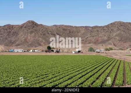 Des rangées de feuilles de laitue verte poussant sur une ferme en janvier près de Yuma, en Arizona. En arrière-plan se trouve une petite chapelle et des machines agricoles. Banque D'Images