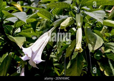 Fleur blanche de la trompette de l'Ange - Datura suaveolens - en été, Allemagne, Europe Banque D'Images