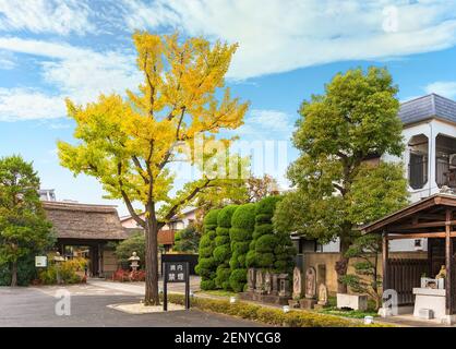 tokyo, japon - octobre 25 2020 : chemin du temple bouddhiste Tamonji entouré d'un arbre de Ginkgo biloba à l'automne et par le temple bouddhiste Kōshintō sculpté Banque D'Images