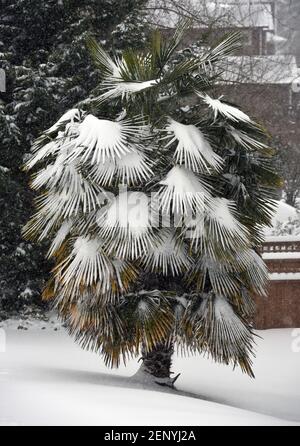 La neige couvre les frondes foliaires d'un palmier à Victoria, sur l'île de Vancouver, en Colombie-Britannique, au Canada, pendant une tempête de neige hivernale Banque D'Images