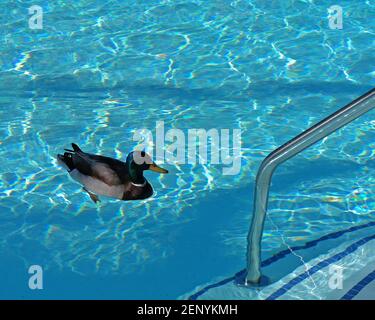 Canard dans une piscine Banque D'Images