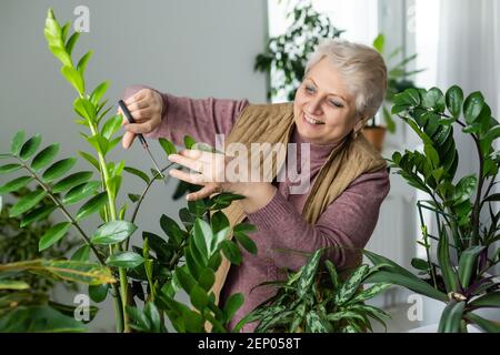 Femme âgée avec plantes vertes et fleurs à la maison. Femme s'occupe de l'usine. Femme prenant soin des plantes à son domicile Portrait de femme âgée Banque D'Images