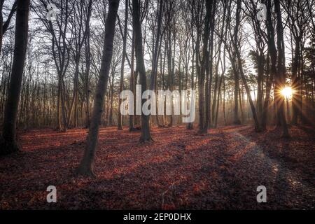 Une forêt ensoleillée le matin de décembre dans un automne atmosphère Banque D'Images