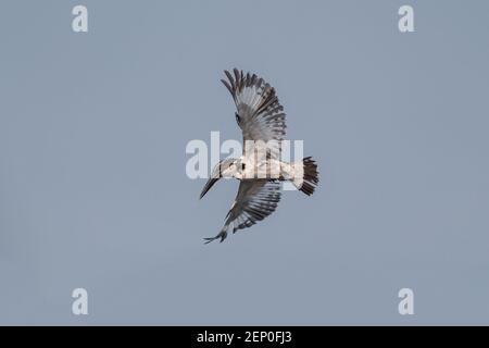 Le kingfisher à pied (Ceryle rudis) est une espèce de kingfisher d'eau largement répandue en Afrique et en Asie. Son plumage noir et blanc et son écusson, Banque D'Images