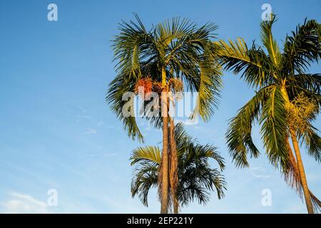 Carpentaria acuminata, communément connu sous le nom de carpentaria Palm, la seule espèce du genre Carpentaria, est un palmier indigène de la région côtière tropicale Banque D'Images