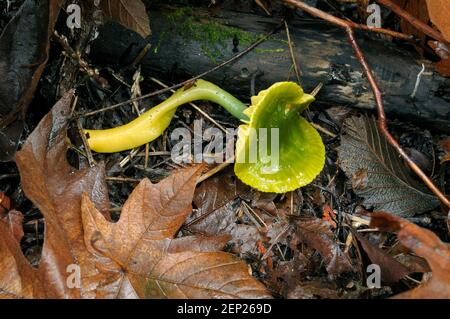 Parrot Toadstool ou Parrot Waxcap (Hygrocybe psittacina) Banque D'Images