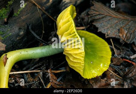 Parrot Toadstool ou Parrot Waxcap (Hygrocybe psittacina) Banque D'Images