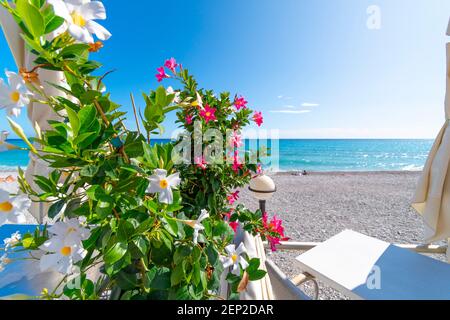 Fleurs roses, blanches et jaunes colorées le long de la promenade de Menton, en France, avec la mer et la plage de galets en vue le long de la Côte d'Azur. Banque D'Images
