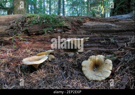 Golden chanterelle (Cantharellus cibarius) Banque D'Images