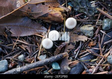 Champignon White Bird's Nest (Crucibulum laeve) Banque D'Images