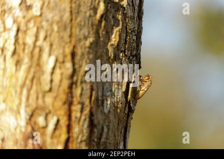 Cicada se tache sur les arbres dans la forêt Banque D'Images