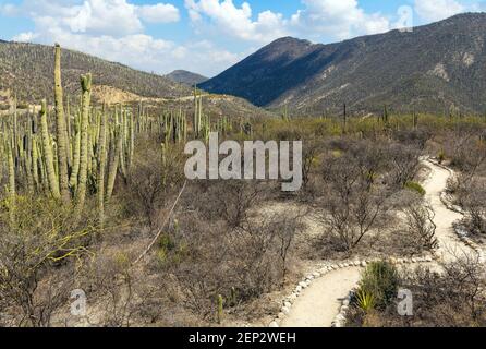 Sentier de randonnée dans la réserve de biosphère de Tehuacan Cuicatlan avec cactus columnar (cactus cactus de Ceroid), Oaxaca, Mexique. Banque D'Images