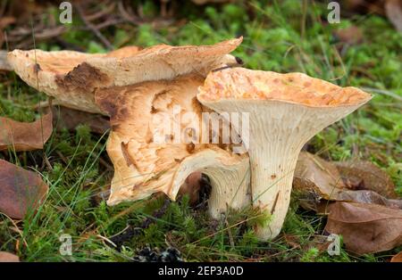 Chanterelle à l'encens (Gomphus floccosus) Banque D'Images