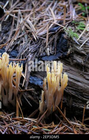 Champignon de corail à extrémité jaune (Ramaria Formosa) Banque D'Images