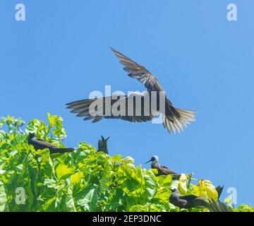 Noddy à capuchon blanc (Anous minutus) arrivant sur terre pendant la saison de nidification sur l'île Lady Musgrave, la grande barrière de corail sud, Queensland, Queensland, Queensland, Banque D'Images