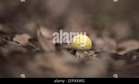 Champignon avec capuchon jaune Banque D'Images