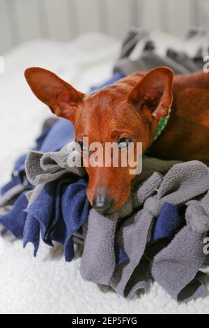 Portrait d'un chien au repos. Le pinscher nain est allongé sur son berceau. Le museau du chien : yeux noirs, nez noir. Un animal triste. Banque D'Images