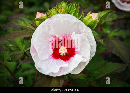 Hibiscus fleur. Banque D'Images