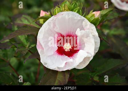 Hibiscus fleur. Banque D'Images