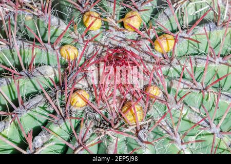 Ferocactus Wislizeni Cactus avec boutons floraux Banque D'Images