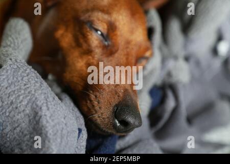 Portrait d'un chien au repos. Le pinscher nain est allongé sur son berceau. Le museau du chien : yeux noirs, nez noir. Un animal triste. Banque D'Images