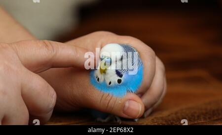 Un bourgeon entre les mains d'un homme. Un homme touche un perroquet bleu avec son doigt. Banque D'Images