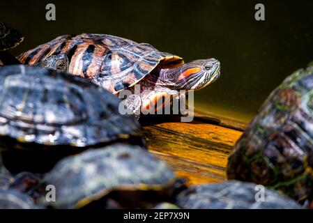 Groupe de curseurs à oreilles rouges ou Trachemys scripta elegans dans le pool. Des dizaines de tortues coulissantes à ventre jaune bronzant sur une surface en bois. Banque D'Images