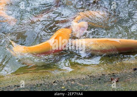 Truite arc-en-ciel dorée sur une ferme piscicole qui éclabousse dans l'eau. Les poissons sont à la recherche de nourriture, sautant hors de l'eau. Banque D'Images