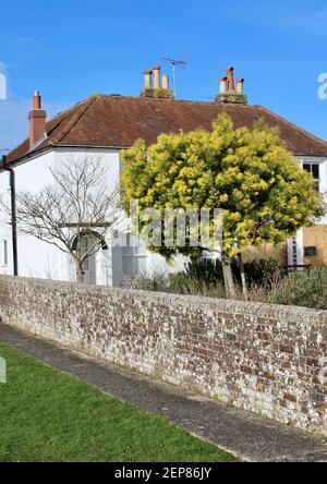 Magnifique arbre Mimosa dans un jardin de chalet à Bosham, West Sussex Banque D'Images