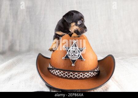 Jack Russell Terrier chiot est couché sur un chapeau de cow-boy. Un chien noir brun de 5 semaines Banque D'Images