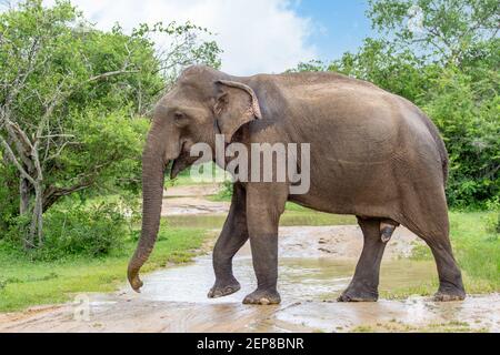 Eléphant cultivé au Sri Lanka traversant une route boueuse dans un parc national Banque D'Images